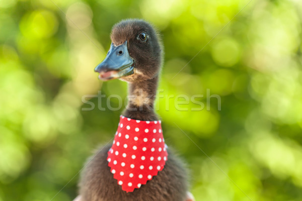 Cute black ducling with elegant red scarf Stock photo © lightkeeper