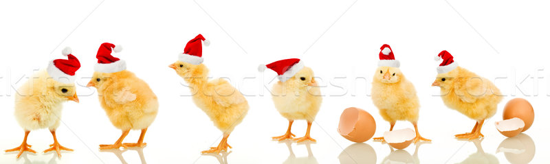 Lots of baby chicken at christmas time Stock photo © lightkeeper