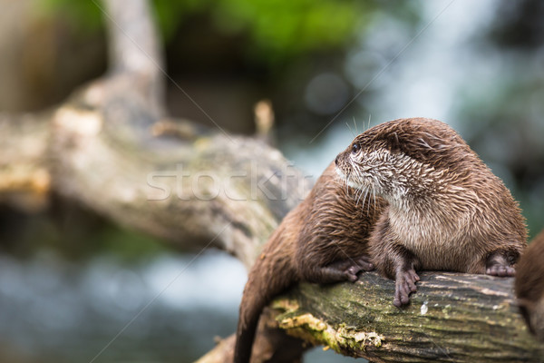 An oriental small-clawed otter / Aonyx cinerea /  Stock photo © lightpoet
