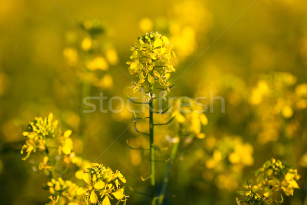 Colza (Brassica rapa)  Stock photo © lightpoet