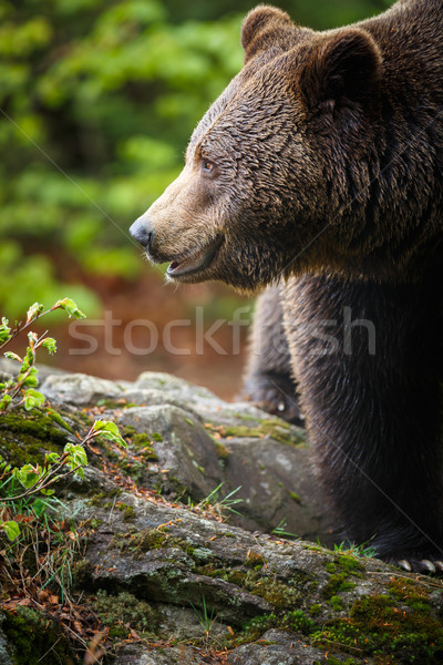 Braunbär Baum sunrise Porträt schwarz Welle Stock foto © lightpoet