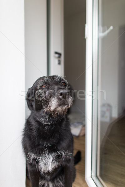 Cute black dog home, waiting for his owner to come home Stock photo © lightpoet