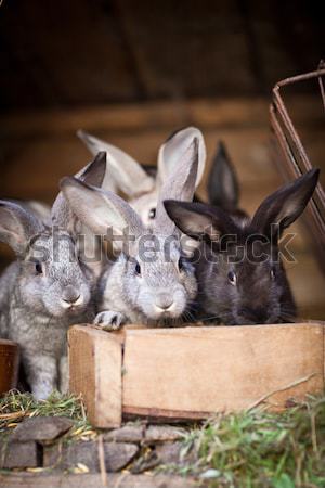 Jungen Kaninchen heraus Kaninchen Frühling Stock foto © lightpoet