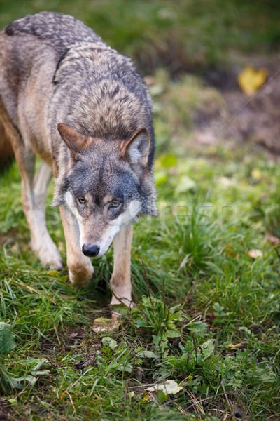 Gray/Eurasian wolf (Canis lupus) Stock photo © lightpoet