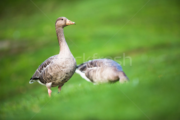 Greylag Goose, Anser anser Stock photo © lightpoet