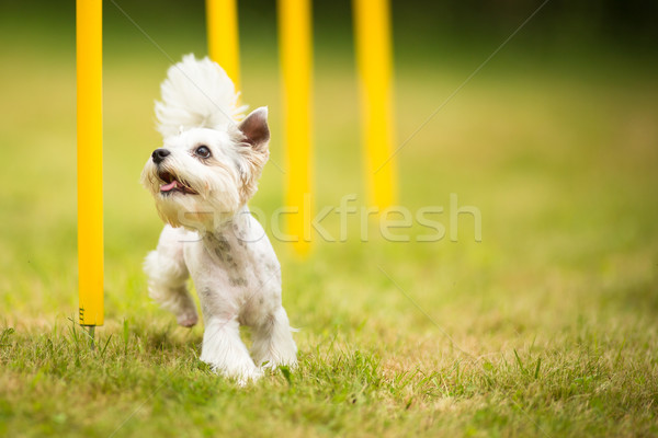 Cute piccolo cane trapano esecuzione Foto d'archivio © lightpoet