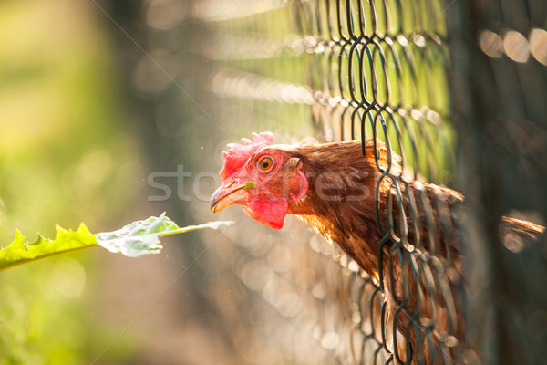 Hen in a farmyard (Gallus gallus domesticus)  Stock photo © lightpoet