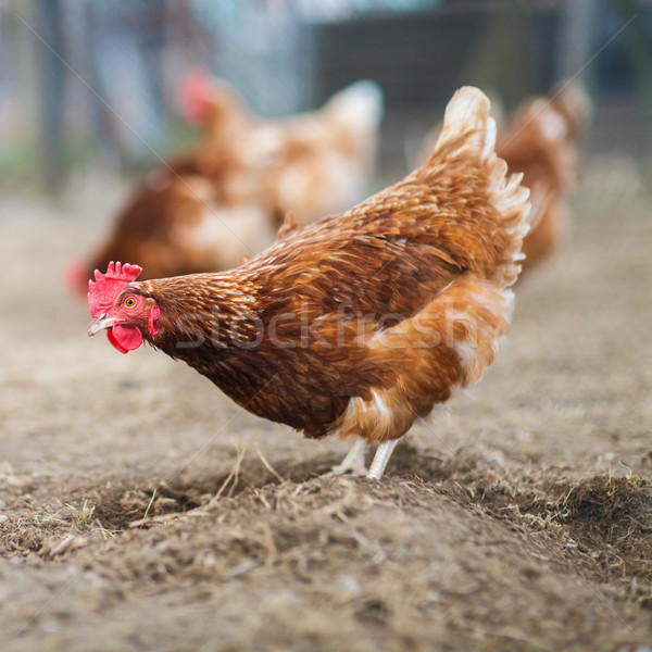 Closeup of a hen in a farmyard (Gallus gallus domesticus)  Stock photo © lightpoet