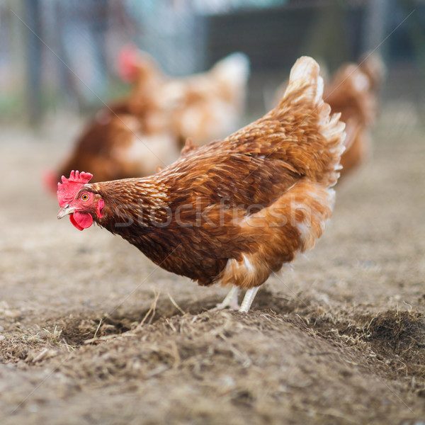 Közelkép tyúk ház tojás farm piros Stock fotó © lightpoet