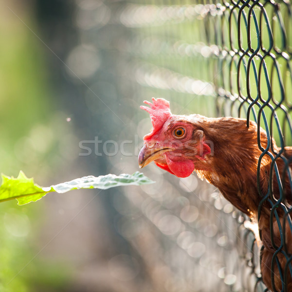 hen in a farmyard (Gallus gallus domesticus)  Stock photo © lightpoet