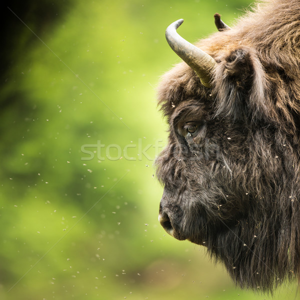 ヨーロッパの バイソン 草 牛 フィールド 冬 ストックフォト © lightpoet