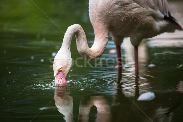 Pink Flamingo feeding in water - filtering water with its beak Stock photo © lightpoet