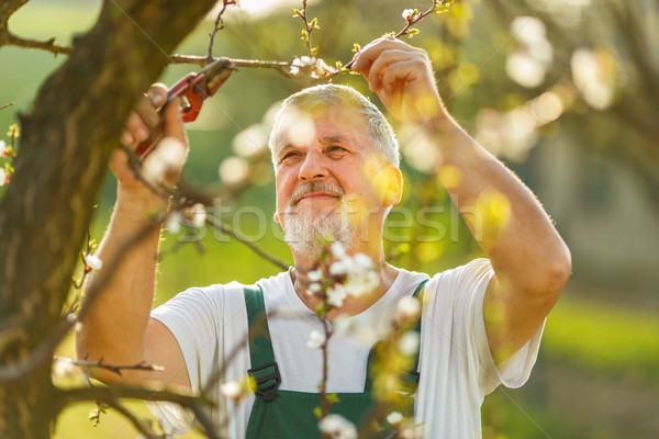 Portré jóképű idős férfi kertészkedés kert Stock fotó © lightpoet