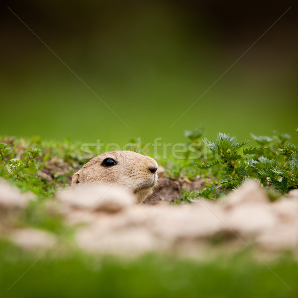 Stockfoto: Cute · zwarte · prairie · hond · zon · werken