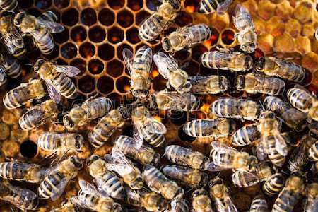 Macro shot of bees swarming on a honeycomb Stock photo © lightpoet