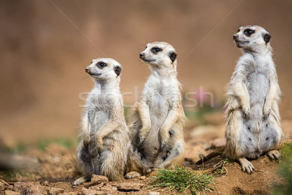 Watchful meerkats standing guard Stock photo © lightpoet