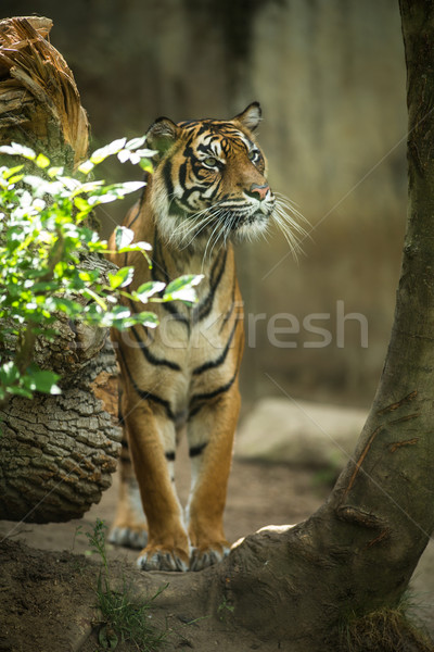 Stock photo: Closeup of a Siberian tiger also know as Amur tiger 