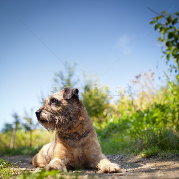 Stock photo: Border Terrier 