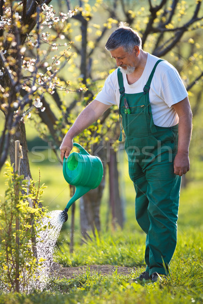 portrait of a senior man gardening in his garden  Stock photo © lightpoet