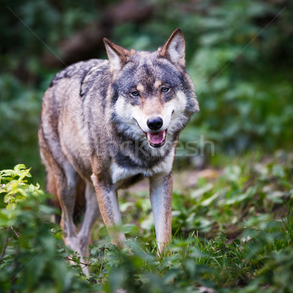 Wolf oog natuur sneeuw winter honden Stockfoto © lightpoet