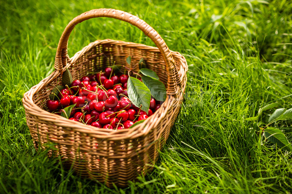 Stock photo: Freshly picked cherries in a basket in the garden