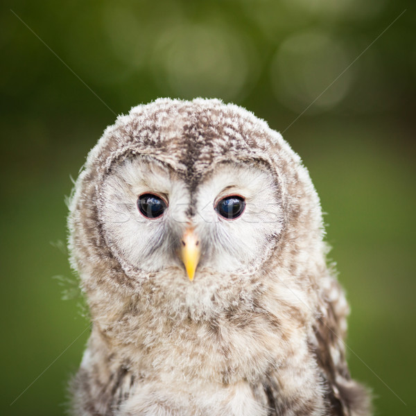 Close up of a baby Tawny Owl (Strix aluco) Stock photo © lightpoet