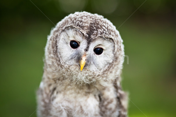 [[stock_photo]]: Bébé · chouette · forêt · yeux · oiseau