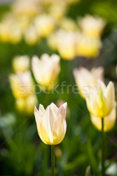 Belo florescimento tulipa flores primavera luz do sol Foto stock © lightpoet