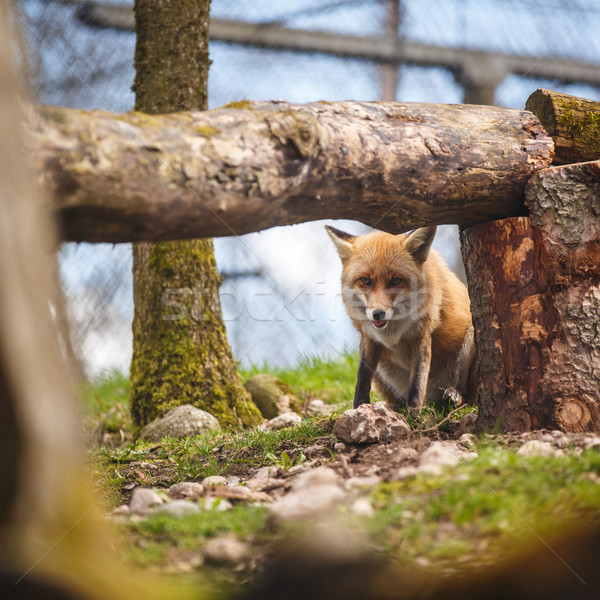 Red Fox (Vulpes vulpes) Stock photo © lightpoet