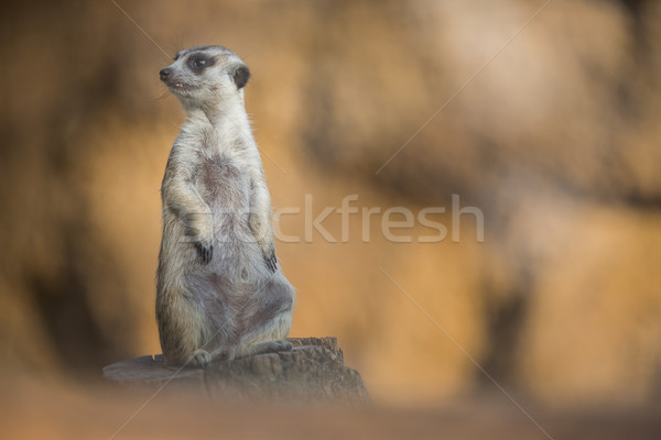 Watchful meerkat standing guard Stock photo © lightpoet