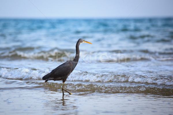 Westlichen Reiher Natur Vogel Feder Fischerei Stock foto © lightpoet