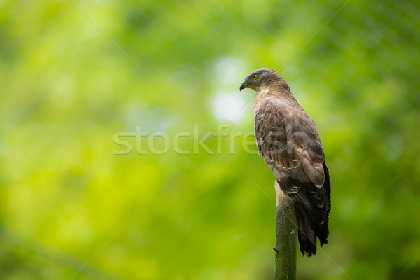 Majestic hawk perching on a dead tree Stock photo © lightpoet