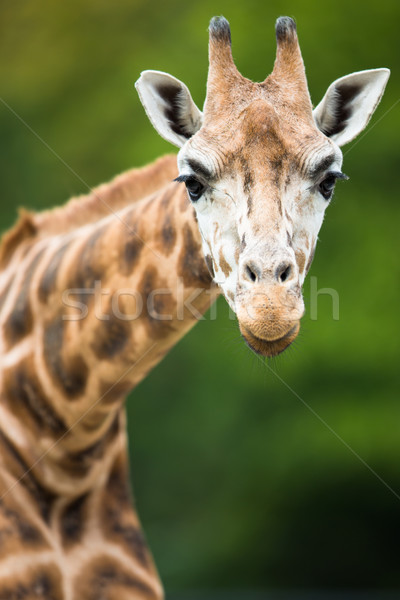 Giraffe (Giraffa camelopardalis) Stock photo © lightpoet