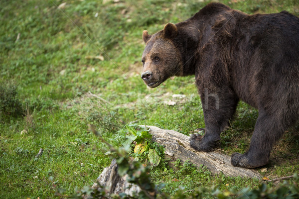 Orso bruno bocca sunrise nero onda orso Foto d'archivio © lightpoet