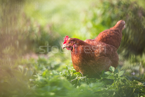 Closeup of a hen in a farmyard Stock photo © lightpoet