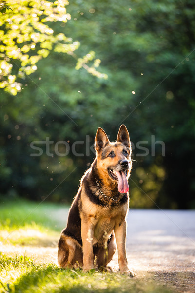 Beautiful German Shepherd Dog (Alsatian) outdoors Stock photo © lightpoet