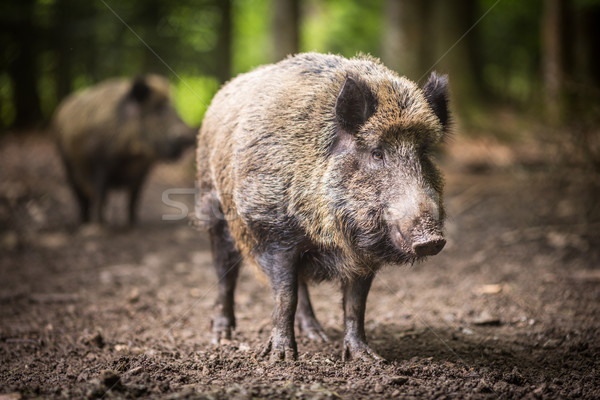 Wildschwein Frühling Schnee Sommer Winter Stock foto © lightpoet