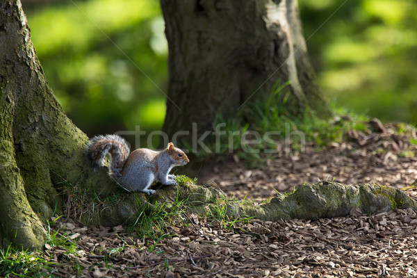 Vermelho esquilo primavera olhos natureza preto Foto stock © lightpoet