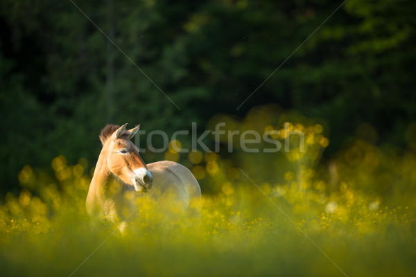 Stockfoto: Paard · weide · zomer · jonge · witte · asia