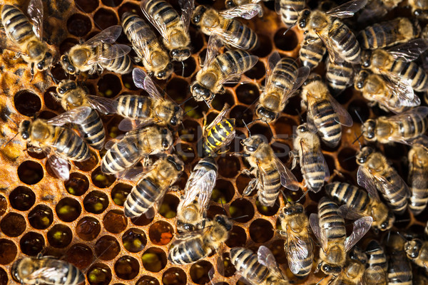 Macro shot of bees swarming on a honeycomb Stock photo © lightpoet