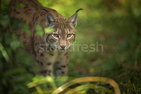 Eurasian Lynx (Lynx lynx) Stock photo © lightpoet