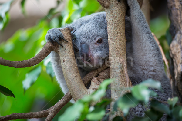 Koala ağaç çalı yeşil doğa ayı Stok fotoğraf © lightpoet