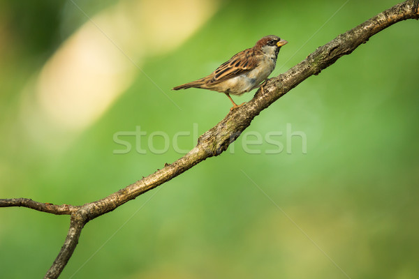 House Sparrow (Passer domesticus) on a branch against lush green Stock photo © lightpoet