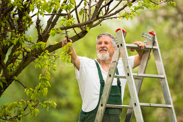 Supérieurs homme jardinage jardin couleur mains [[stock_photo]] © lightpoet