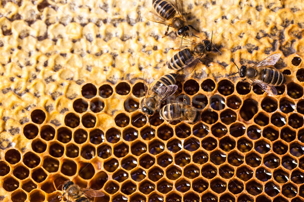 Macro shot albine fagure de miere grădină cadru Imagine de stoc © lightpoet