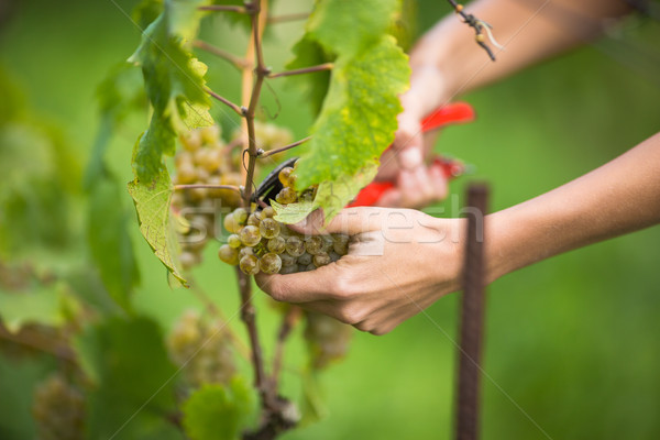 Hands of a female vintner harvesting white vine grapes Stock photo © lightpoet