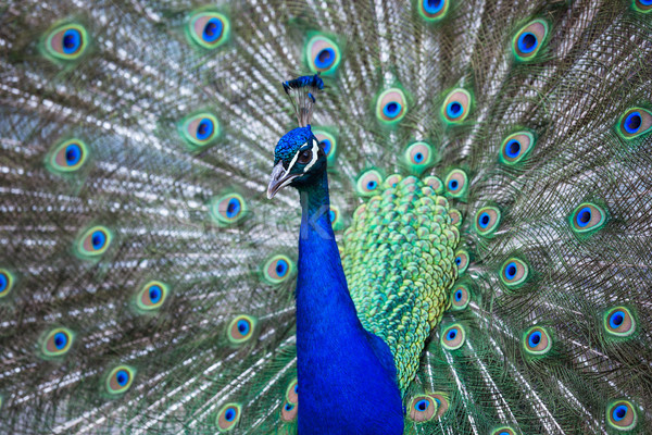 Splendid peacock with feathers out (Pavo cristatus) (shallow DOF Stock photo © lightpoet