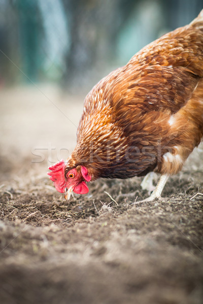 Closeup of a hen in a farmyard (Gallus gallus domesticus)  Stock photo © lightpoet