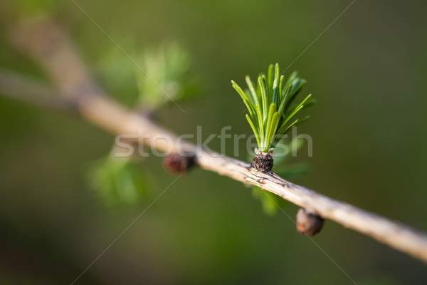 Relaxing larch greenery: closeup of European larch  Stock photo © lightpoet