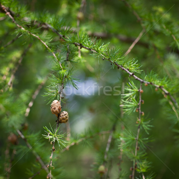 Relaxing larch greenery: closeup of European larch Stock photo © lightpoet